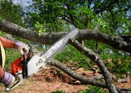 Seasonal Cleanup (Spring/Fall) in Chesapeake Ranch Estates, MD